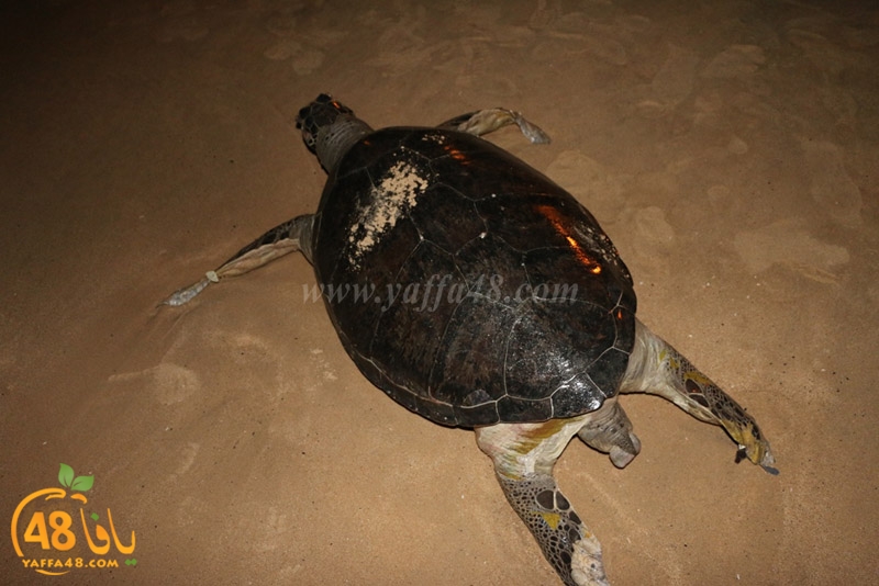 sol7aafffaha (14).JPG